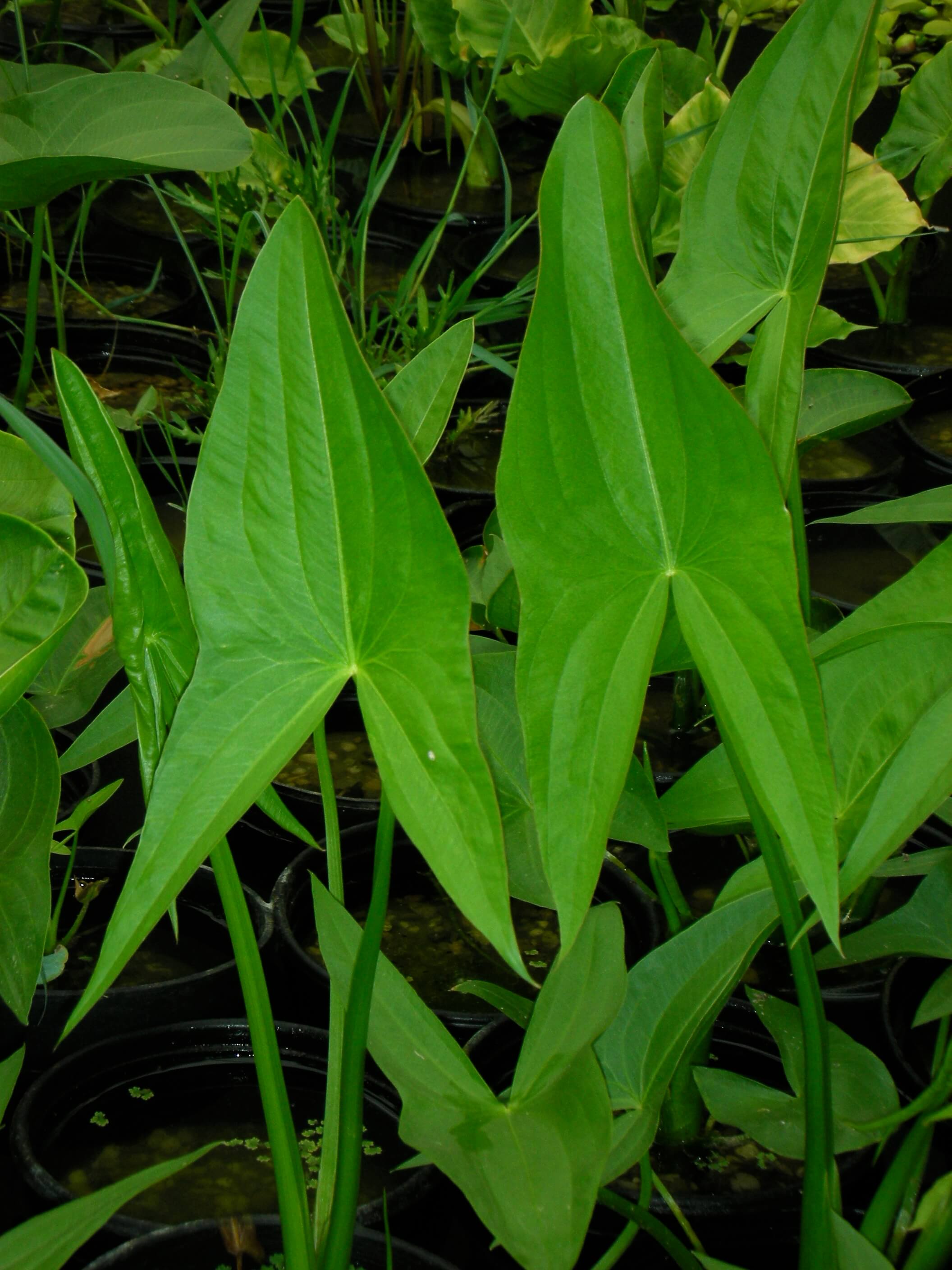 Arrowhead Pond Plant