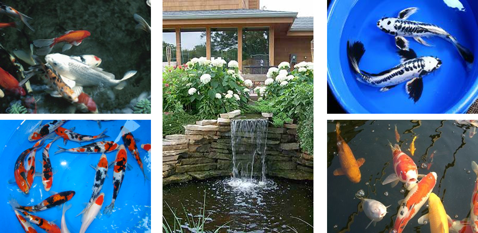 Water Gardens Custom Ponds Aquatic Plants Fish Home Design