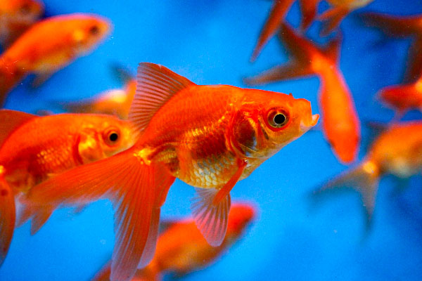 Pond_fishGoldfishRed-FantailFantail-goldfishgoldfish-for-ponds