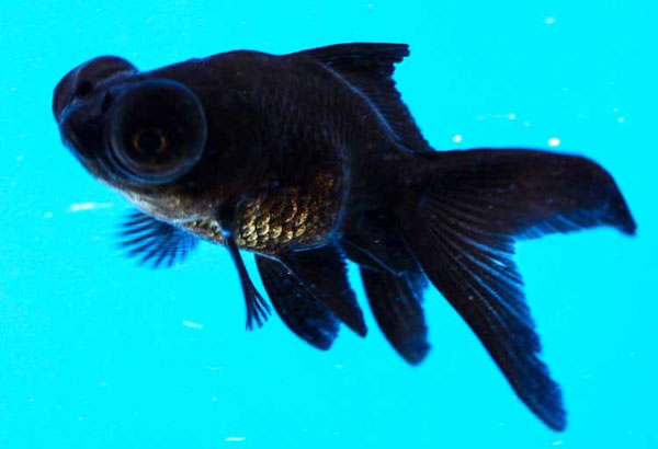 Black moor, black goldfish, pond fish