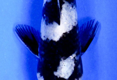 Black Koi Fish