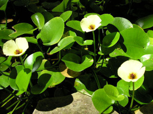 Water Pond Plants