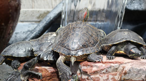 Pond Turtles - California Turtle and Tortoise Club - Sunland Water 