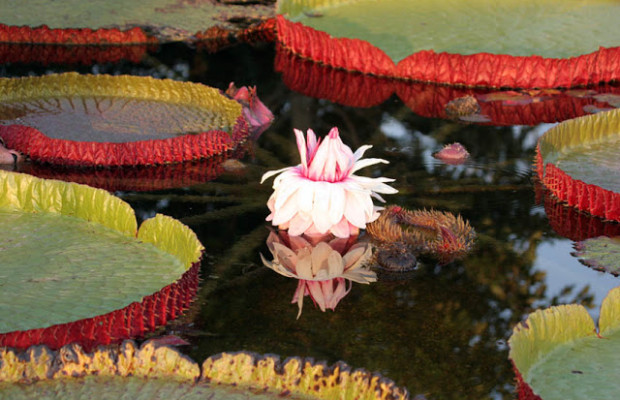 Victoria Waterlily: The Regal Victoria Waterlily