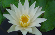 White Tropical Water Lilies: Crystal