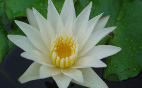White Tropical Water Lilies: Crystal