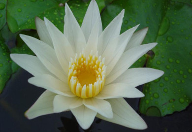 Crystal,Tropical water lilies, water lilies for ponds
