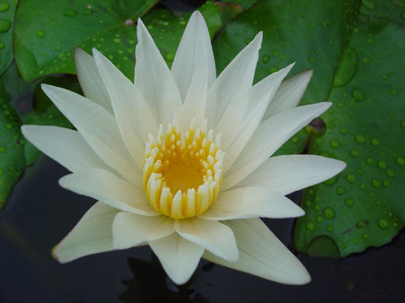 Crystal,Tropical water lilies, water lilies for ponds