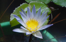 Blue Tropical Water Lily: Duaben