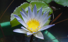 Blue Tropical Water Lily: Duaben