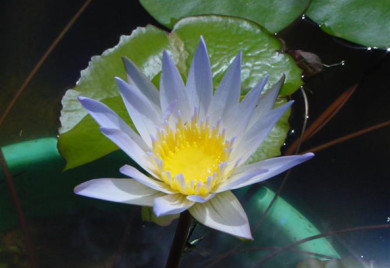 Duaben, water lilies, water lilies for ponds