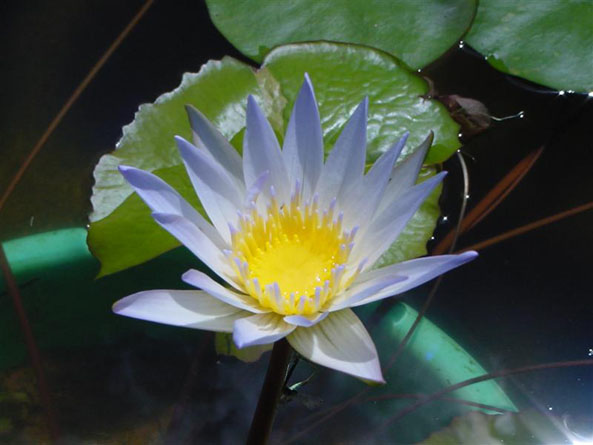 Duaben, water lilies, water lilies for ponds