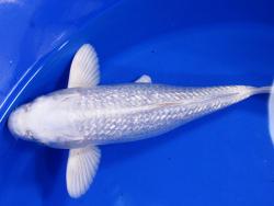 https://sunlandwatergardens.com/wp-content/uploads/2013/05/Diamond-Scale-Platinum-Ogon.jpg