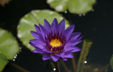 Purple tropical water lilies: Director Moore