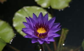 Purple tropical water lilies: Director Moore