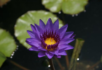 Director Moore,Tropical water lilies, water lilies for ponds