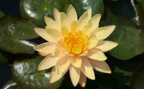 Yellow Hardy Water lily: Mangkala Ubol