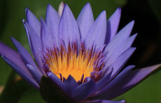 Blue Tropical Water Lily: Margret Mary
