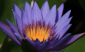 Blue Tropical Water Lily: Margret Mary