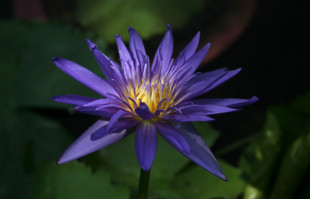 Purple Tropical Water Lily: Midnight