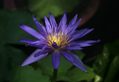 Midnight Tropical water lily,Tropical water lilies, water lilies