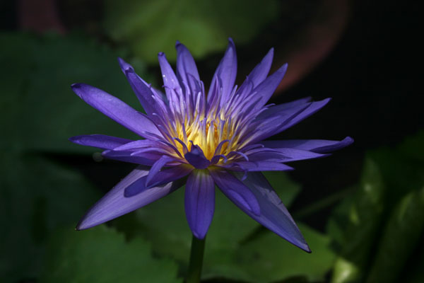 Midnight Tropical water lily,Tropical water lilies, water lilies