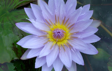 Blue Tropical Water Lily’s: Pamela