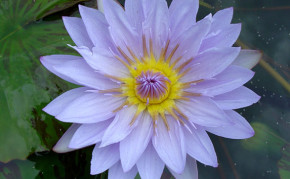 Blue Tropical Water Lily's: Pamela