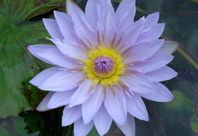 Pamela, water lilies, water lilies for ponds