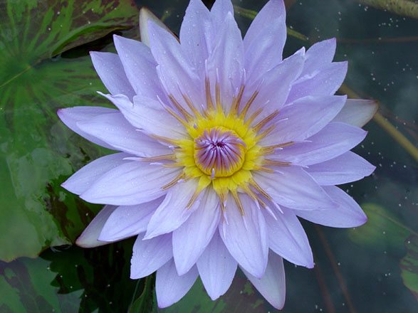 Pamela, water lilies, water lilies for ponds