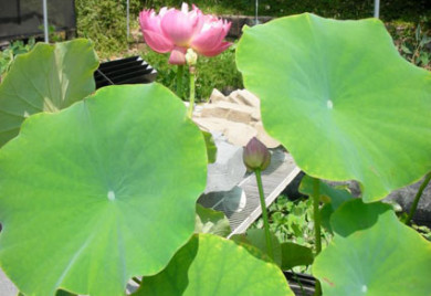 Pink Lotus, Lotus, Lotus for your pond