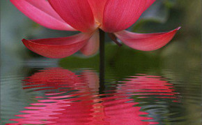 Aquatic pond plants: Red Lotus: Russian Red Water Lotus