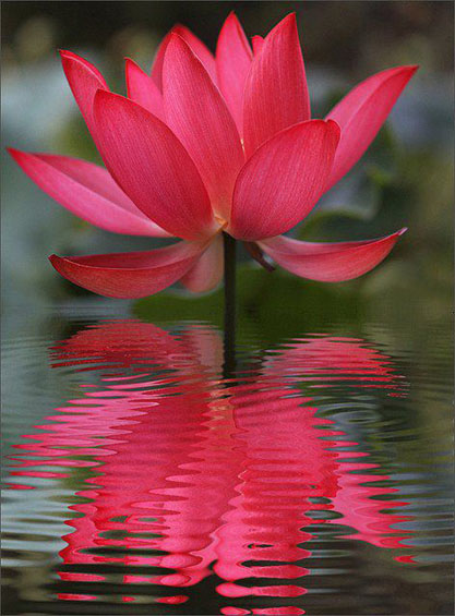 Russian Red, Lotus, Lotus for your pond