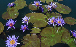 Blue Tropical Water Lilies: Rhapsody in Blue