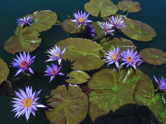 Rhapsody in Blue, water lilies, water lilies for ponds
