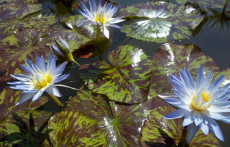Blue Tropical Water lilies: Star of Siam