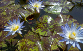 Blue Tropical Water lilies: Star of Siam