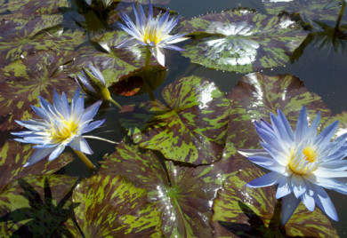 Star of Siam, water lilies, water lilies for ponds