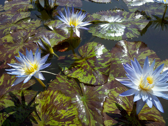 Star of Siam, water lilies, water lilies for ponds