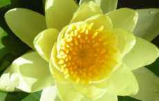 Yellow Hardy water lilies: SULPHUREA