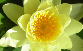 Yellow Hardy water lilies: SULPHUREA