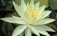 Yellow Hardy Water Lily: SUNRISE
