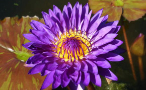 Purple Tropical Water Lilies: Tanzanite