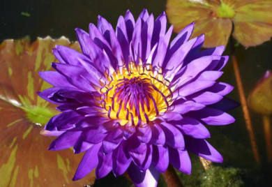 Tanzanite, Tropical water lilies, water lilies for ponds