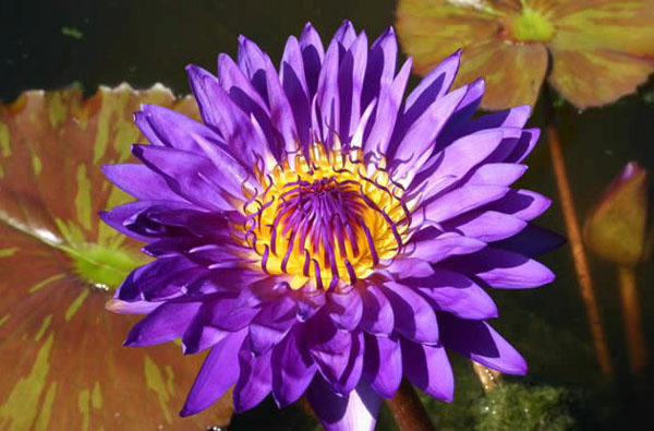 Tanzanite, Tropical water lilies, water lilies for ponds