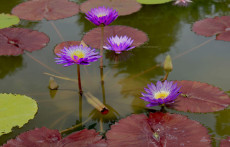 Purple Tropical Water lily: Ultra Violet