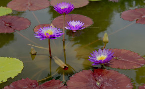 Purple Tropical Water lily: Ultra Violet