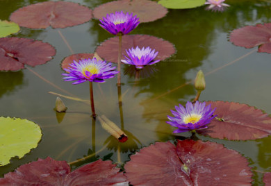 Ultra Violet, Tropical water lilies, water lilies for ponds