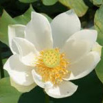 White Tropical Water Lilies - Water Lilies For Sale - Aquatic Plants