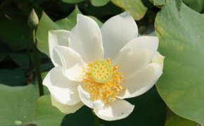 Aquatic pond plants: White Lotus: Alba Grandiflora Water Lotus